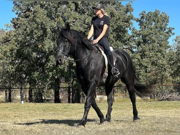 Percherón Caballo castrado 8 años 165 cm in Jacksboro, TX