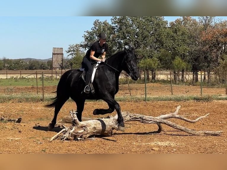 Percherón Caballo castrado 8 años 165 cm in Jacksboro, TX