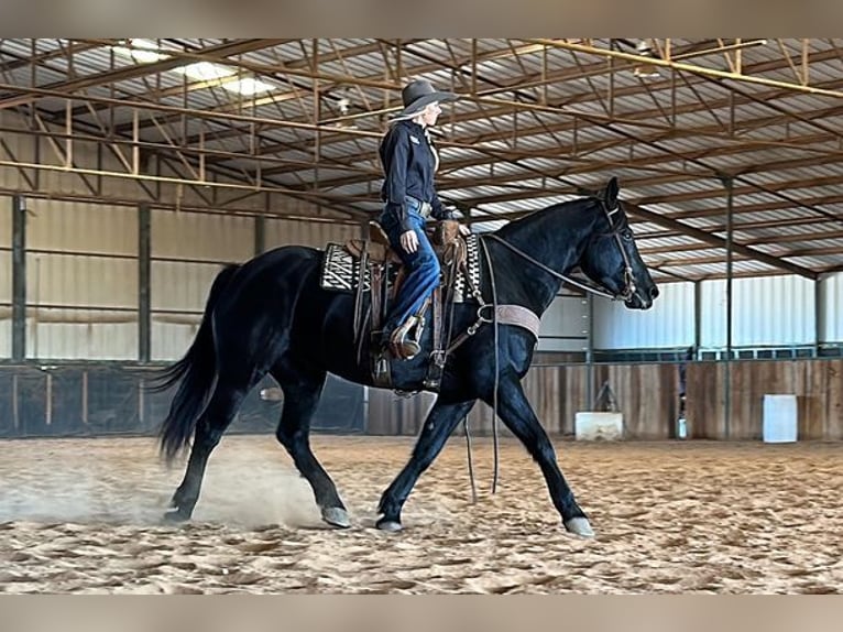 Percherón Caballo castrado 8 años 165 cm in Jacksboro, TX