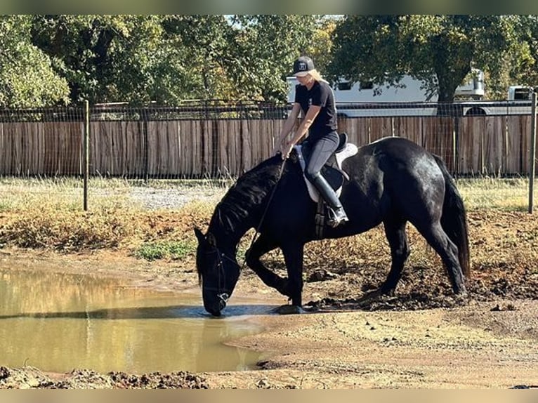 Percherón Caballo castrado 8 años 165 cm in Jacksboro, TX