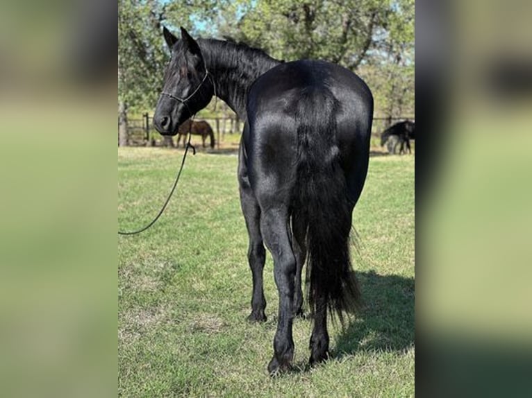 Percherón Caballo castrado 8 años 165 cm in Jacksboro, TX