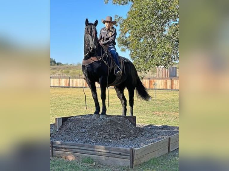 Percherón Caballo castrado 8 años 165 cm in Jacksboro, TX