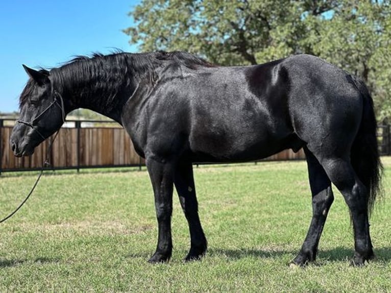 Percherón Caballo castrado 8 años 165 cm in Jacksboro, TX