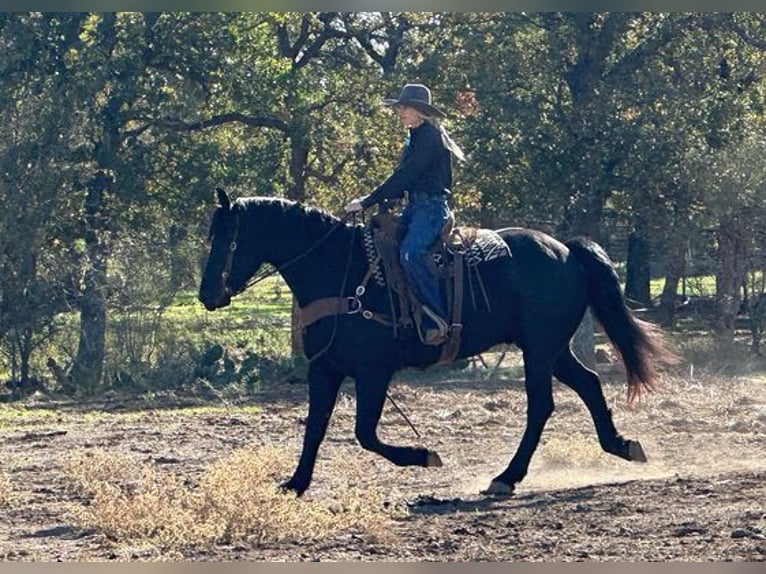 Percherón Caballo castrado 8 años 165 cm in Jacksboro, TX