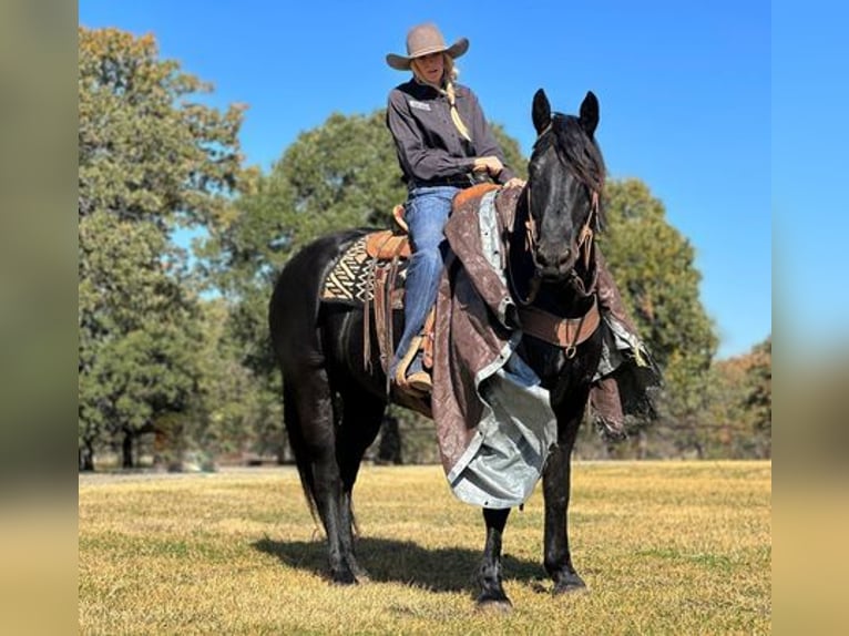 Percherón Caballo castrado 8 años 165 cm in Jacksboro, TX