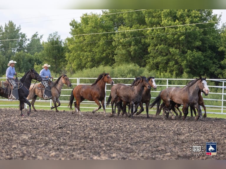 Percherón Mestizo Caballo castrado 8 años 168 cm in Nevis, MN