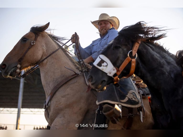 Percherón Mestizo Caballo castrado 8 años 168 cm in Nevis, MN