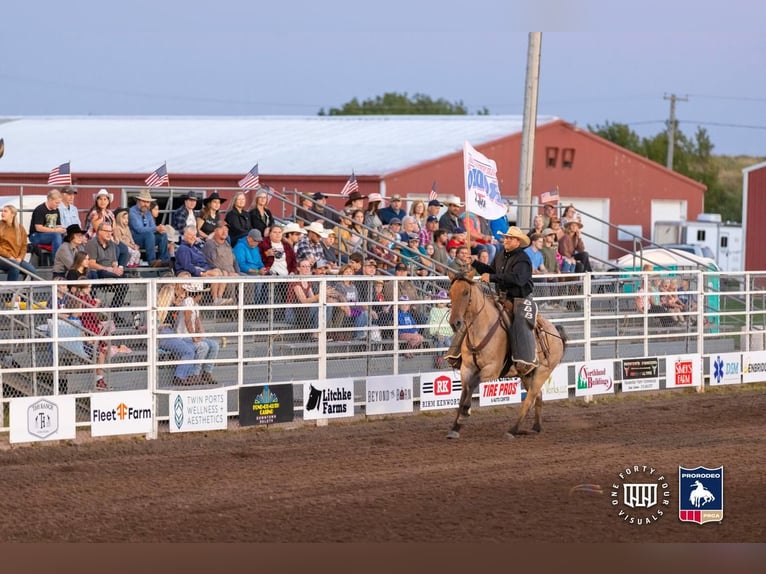 Percherón Mestizo Caballo castrado 8 años 168 cm in Nevis, MN