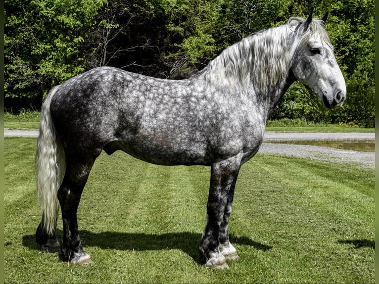 Percherón Caballo castrado 8 años 170 cm Tordo rodado in Warsaw NY