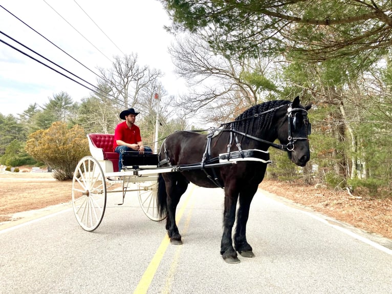 Percherón Caballo castrado 8 años 173 cm Negro in Carolina RI