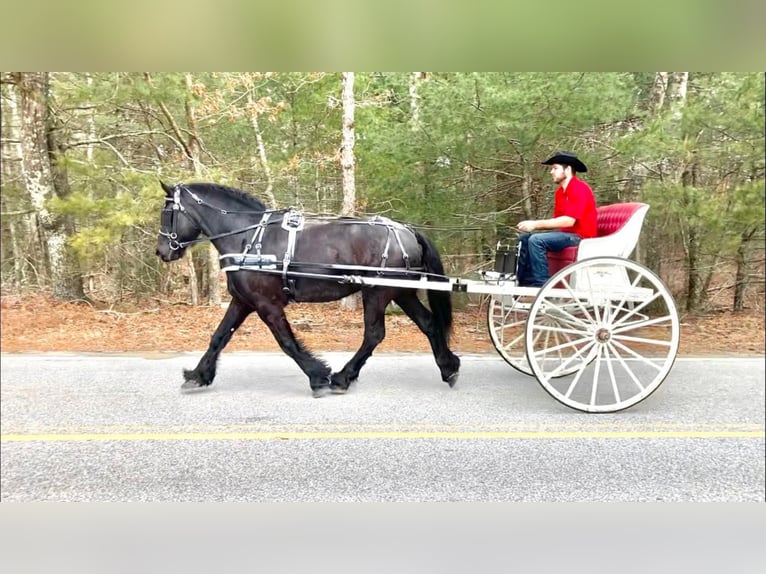 Percherón Caballo castrado 8 años 173 cm Negro in Carolina RI