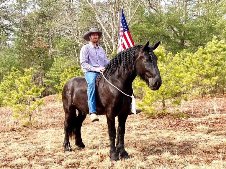 Percherón Caballo castrado 8 años 173 cm Negro in Carolina RI