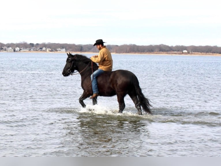 Percherón Caballo castrado 8 años 173 cm Negro in Carolina RI