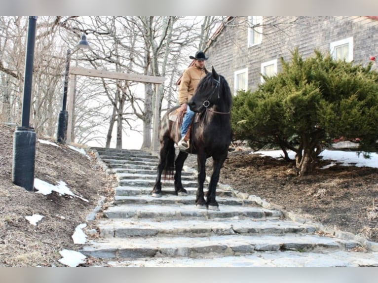 Percherón Caballo castrado 8 años 173 cm Negro in Carolina RI