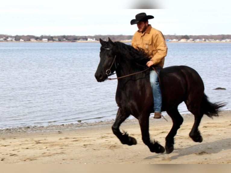 Percherón Caballo castrado 8 años 173 cm Negro in Carolina RI