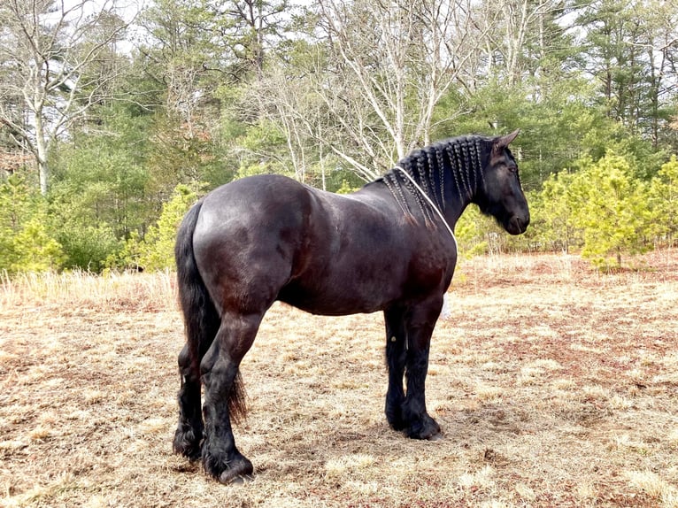 Percherón Caballo castrado 8 años 173 cm Negro in Carolina RI