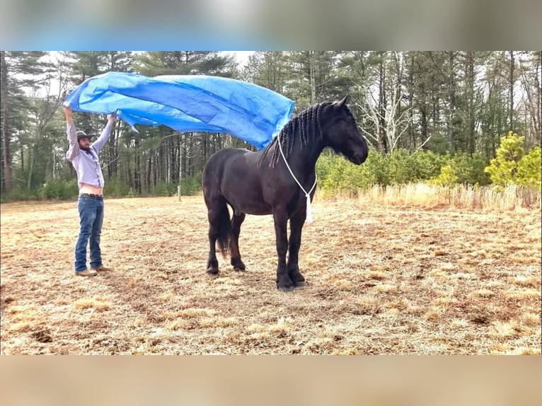 Percherón Caballo castrado 8 años 173 cm Negro in Carolina RI