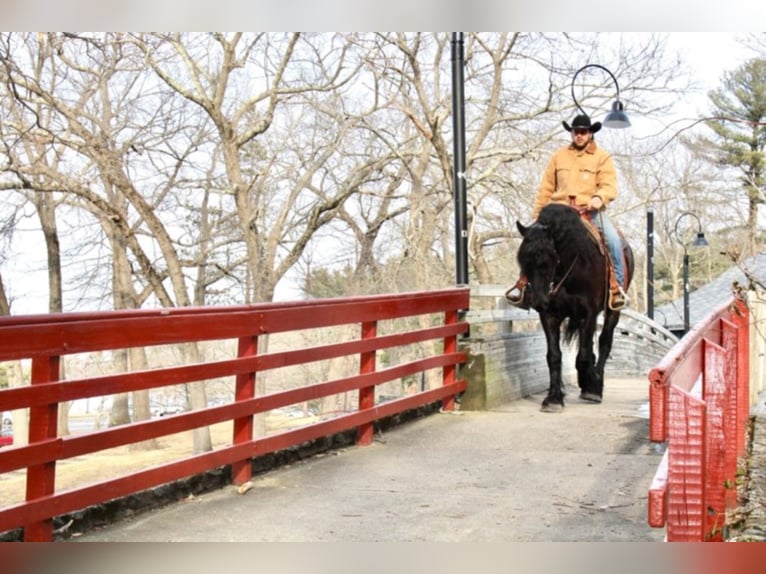 Percherón Caballo castrado 8 años 173 cm Negro in Carolina RI