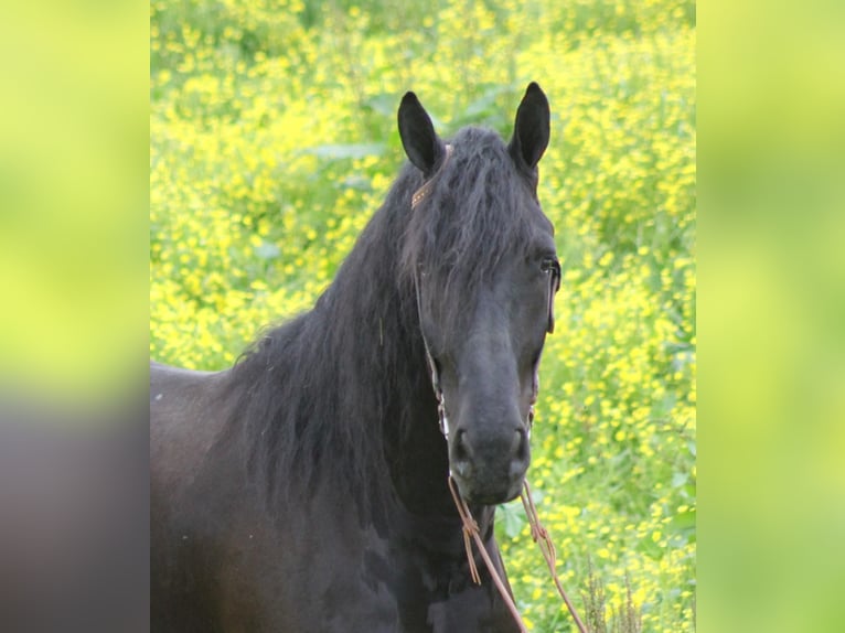 Percherón Caballo castrado 8 años 173 cm Negro in Whitley City KY