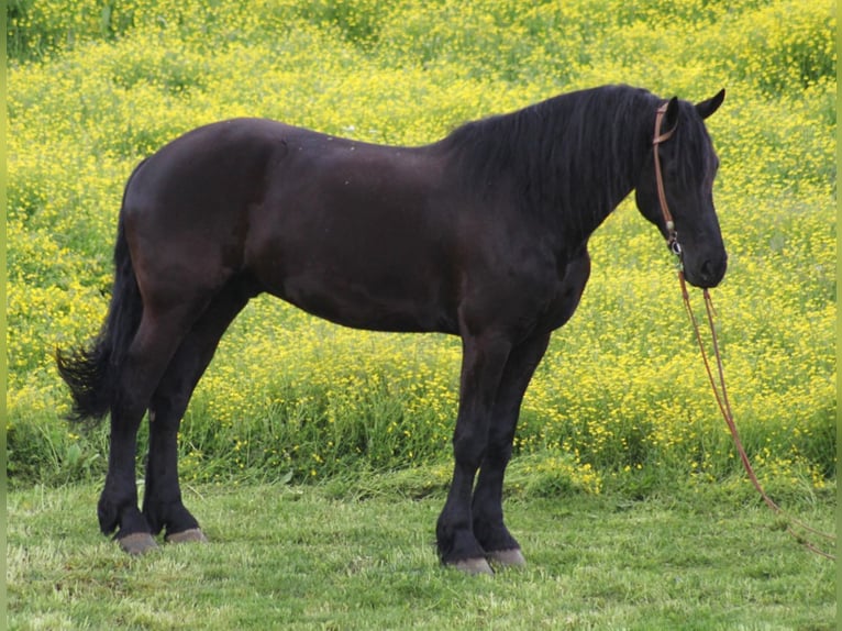 Percherón Caballo castrado 8 años 173 cm Negro in Whitley City KY