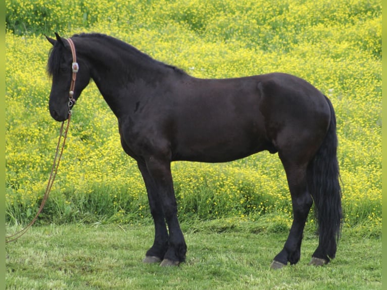 Percherón Caballo castrado 8 años 173 cm Negro in Whitley City KY