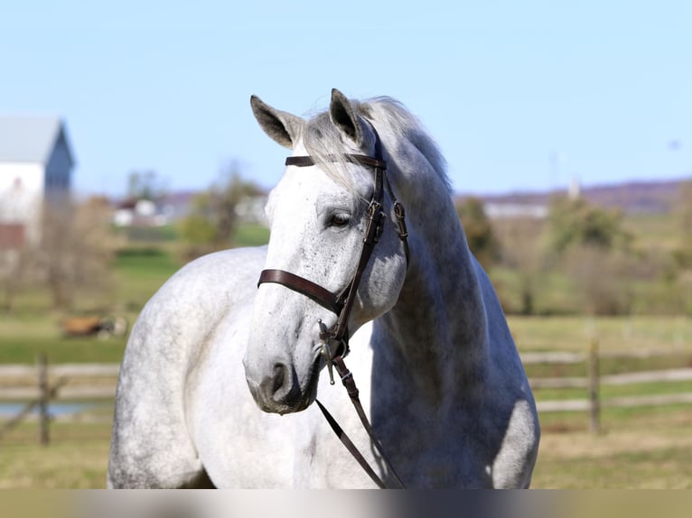 Percherón Mestizo Caballo castrado 8 años 173 cm Tordo in Gap
