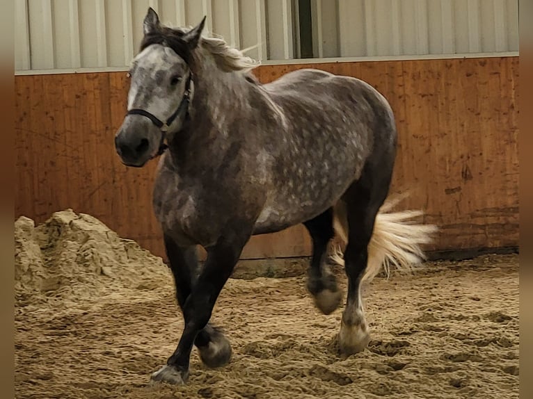 Percherón Caballo castrado 8 años 180 cm Tordo rodado in H&#xFC;rth