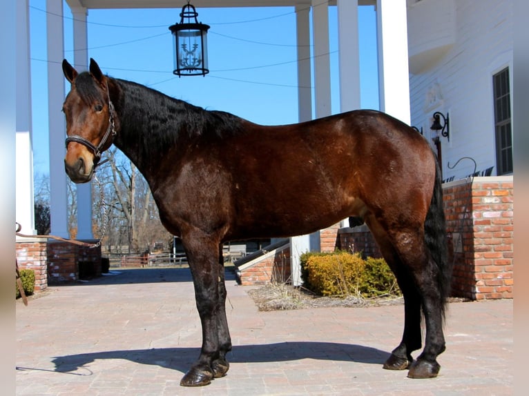 Percherón Caballo castrado 8 años Castaño rojizo in Highland, MI