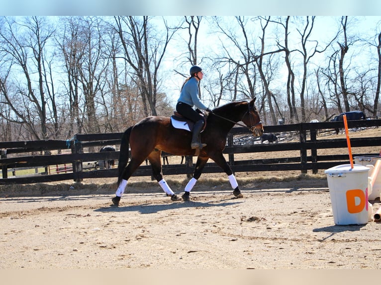 Percherón Caballo castrado 8 años Castaño rojizo in Highland, MI