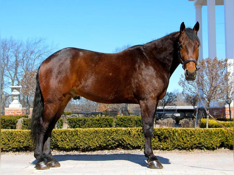 Percherón Caballo castrado 8 años Castaño rojizo in Highland, MI