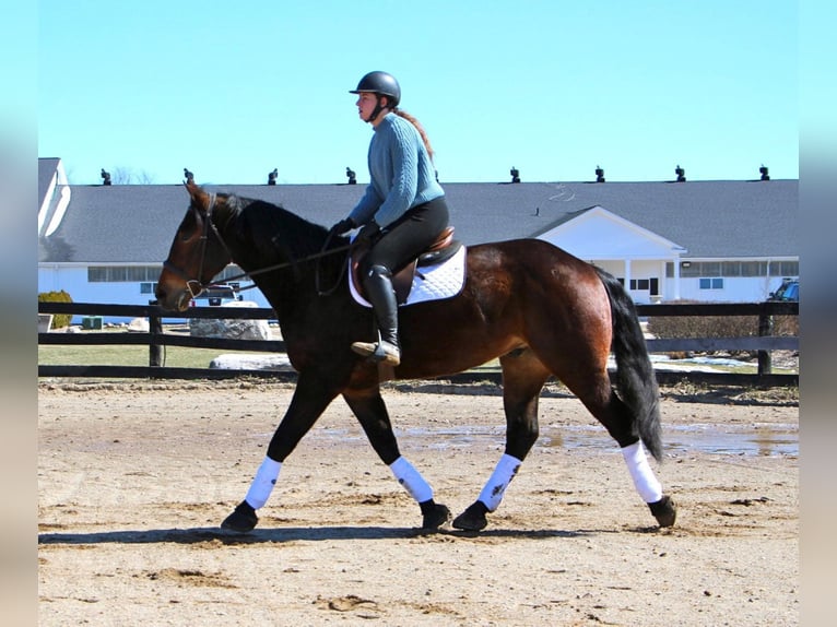 Percherón Caballo castrado 8 años Castaño rojizo in Highland, MI