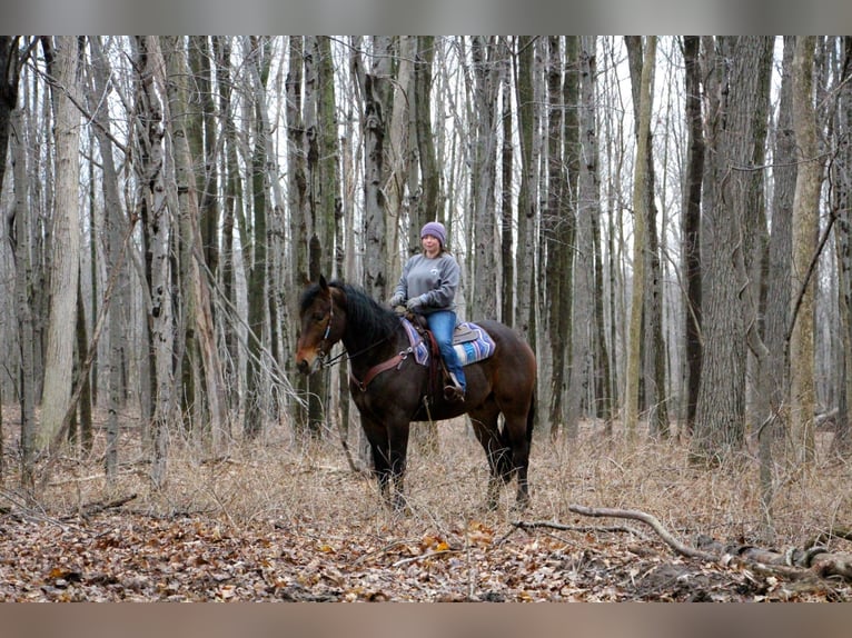 Percherón Caballo castrado 8 años Castaño rojizo in Highland, MI