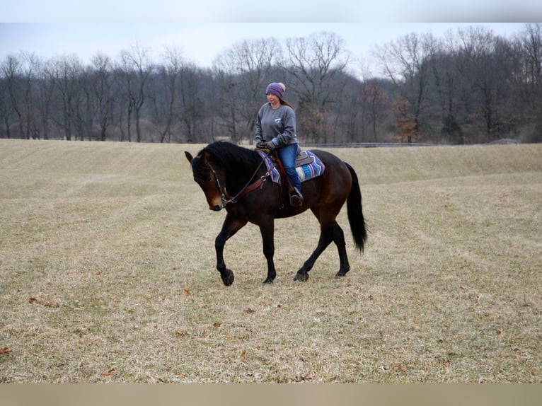 Percherón Caballo castrado 8 años Castaño rojizo in Highland, MI