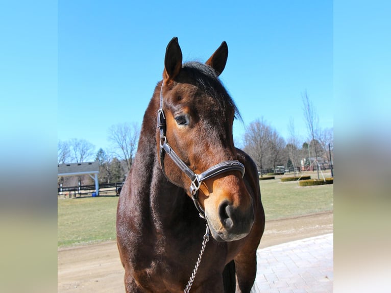 Percherón Caballo castrado 8 años Castaño rojizo in Highland, MI