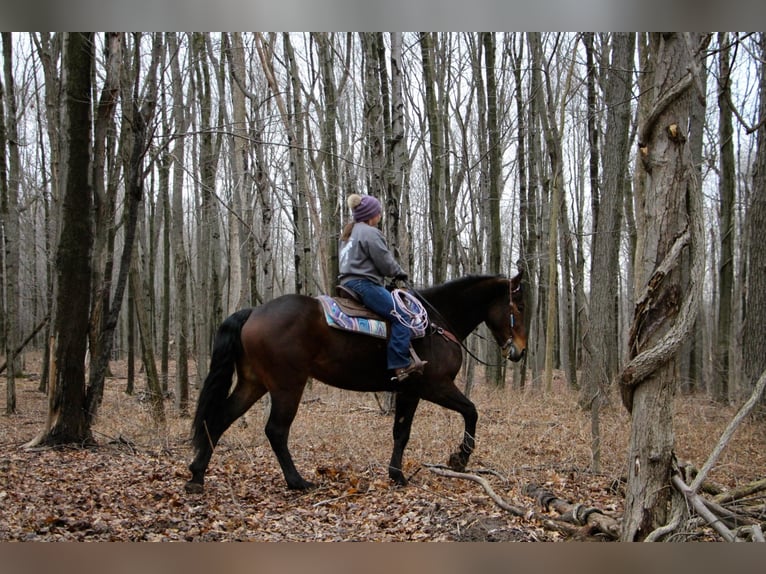 Percherón Caballo castrado 8 años Castaño rojizo in Highland, MI