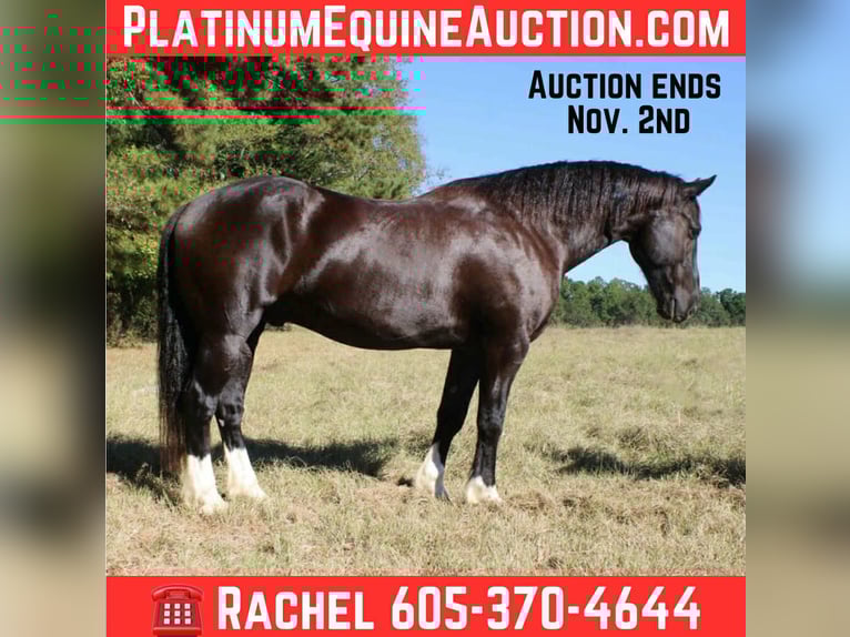 Percherón Caballo castrado 9 años 155 cm Negro in Rusk TX