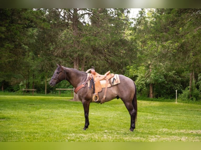 Percherón Caballo castrado 9 años 160 cm Grullo in Middletown OH