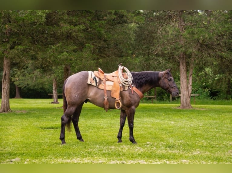 Percherón Caballo castrado 9 años 160 cm Grullo in Middletown OH