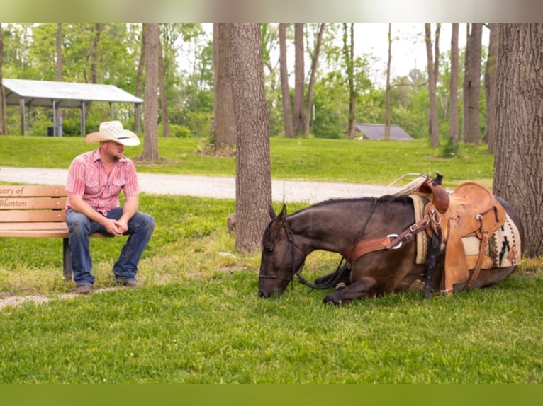 Percherón Caballo castrado 9 años 160 cm Grullo in Middletown OH