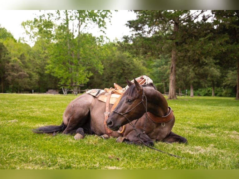 Percherón Caballo castrado 9 años 160 cm Grullo in Middletown OH