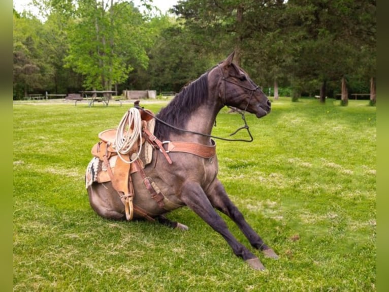 Percherón Caballo castrado 9 años 160 cm Grullo in Middletown OH