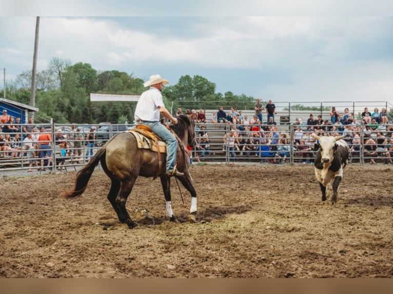 Percherón Caballo castrado 9 años 160 cm Grullo in Middletown OH