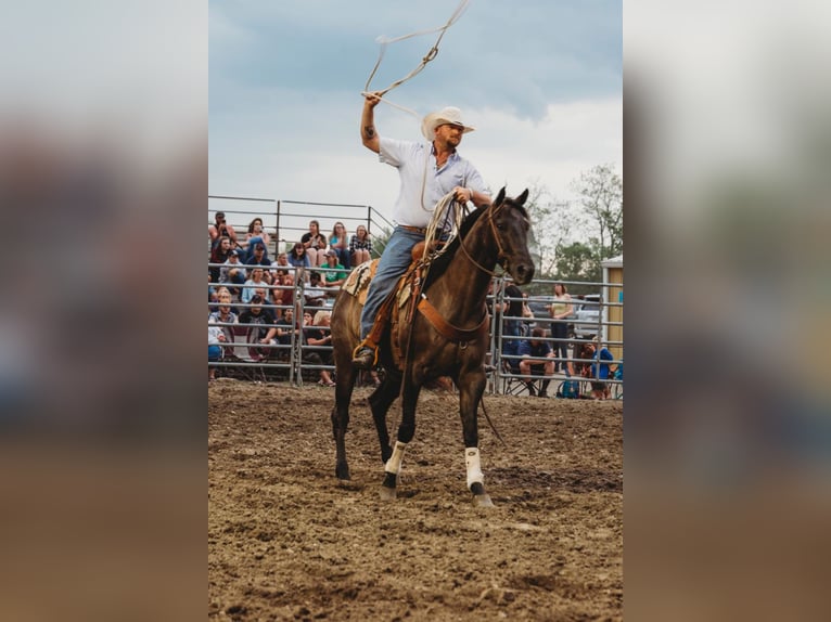 Percherón Caballo castrado 9 años 160 cm Grullo in Middletown OH