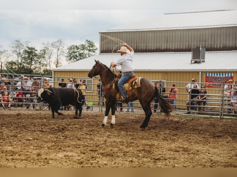 Percherón Caballo castrado 9 años 160 cm Grullo in Middletown OH