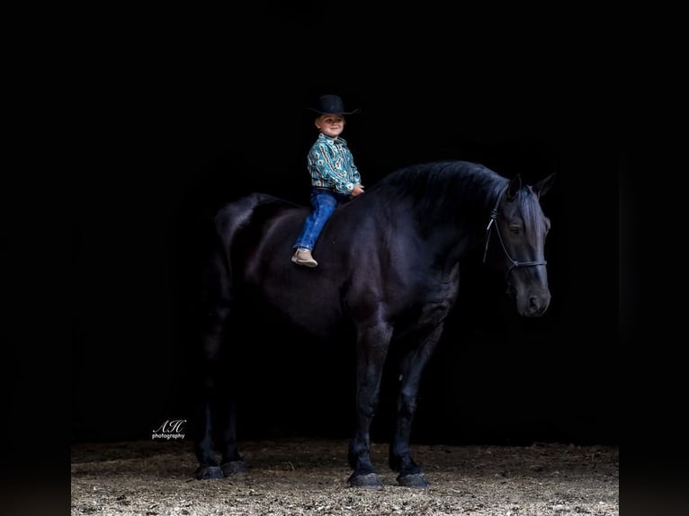 Percherón Mestizo Caballo castrado 9 años 163 cm Negro in Nevis, MN