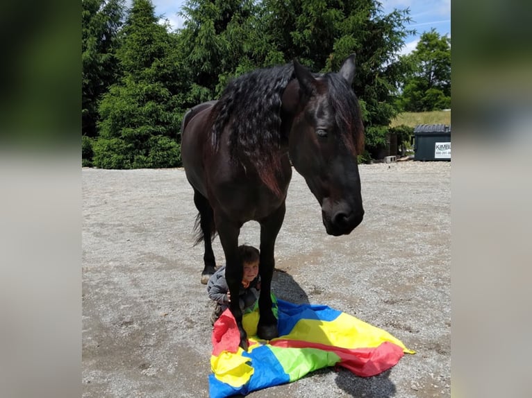 Percherón Caballo castrado 9 años 168 cm Negro in apple creek  oh