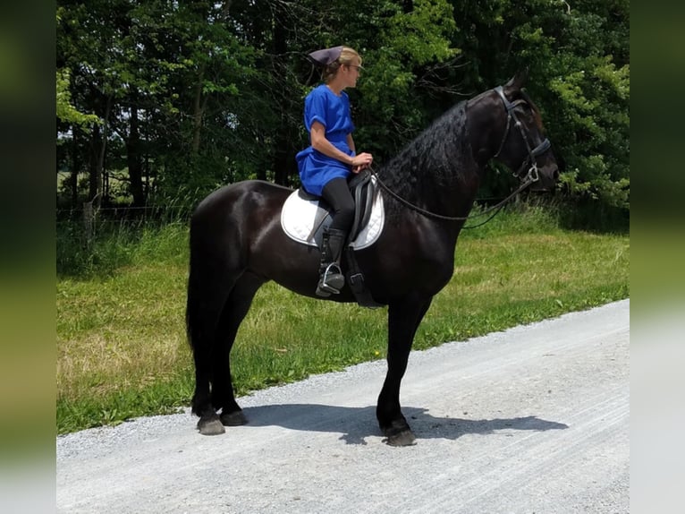 Percherón Caballo castrado 9 años 168 cm Negro in apple creek  oh