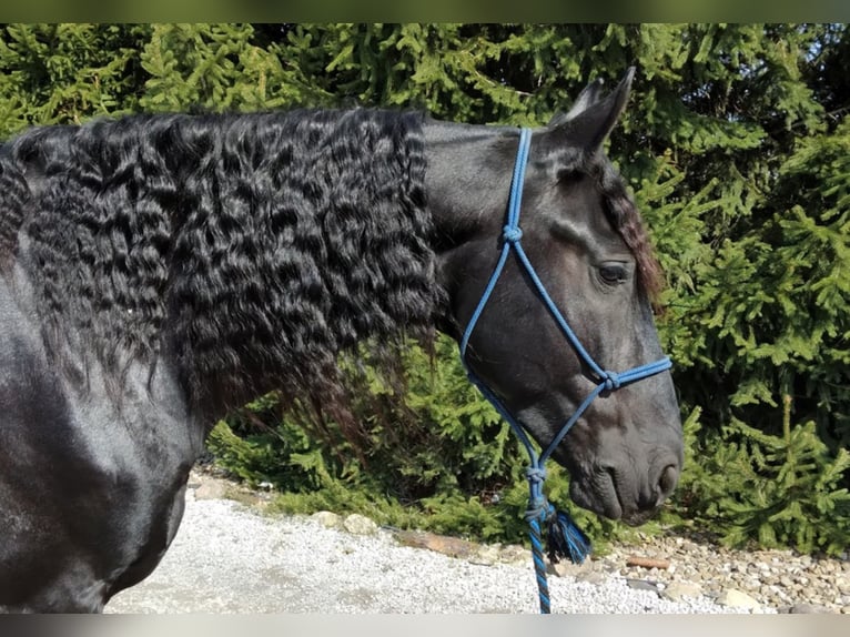 Percherón Caballo castrado 9 años 168 cm Negro in apple creek  oh