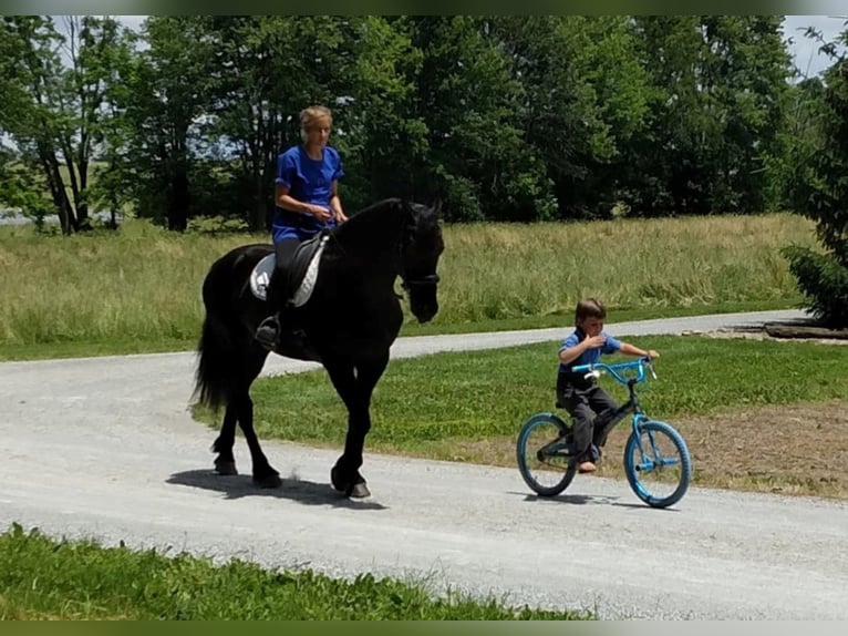 Percherón Caballo castrado 9 años 168 cm Negro in apple creek  oh