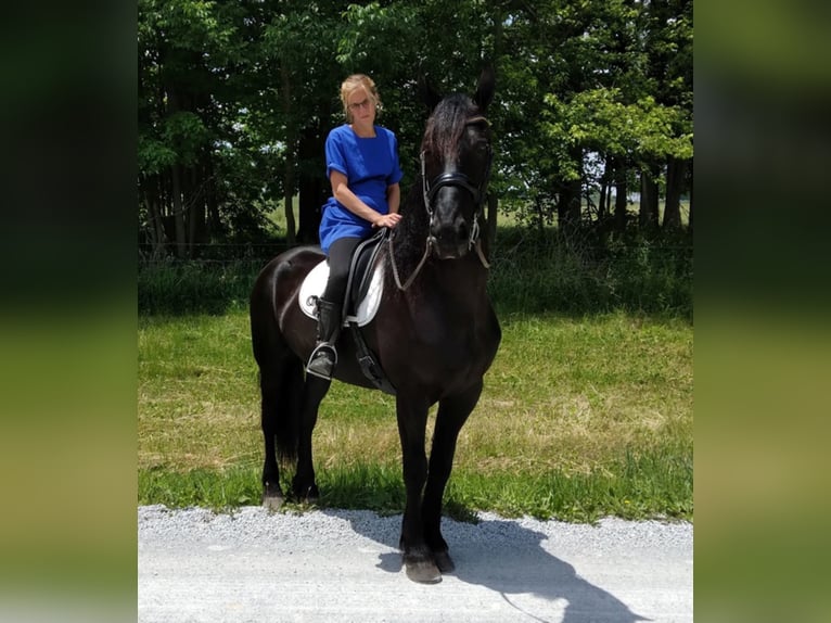 Percherón Caballo castrado 9 años 168 cm Negro in apple creek  oh